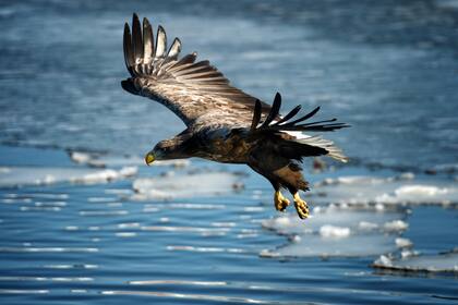 El estudio de los vuelos migratorios de las águilas con dispositivos de monitoreo con GPS y SMS puede resultar muy caro si no se tiene en cuenta las inesperadas rutas que toman las aves