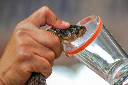 El estudio de toxinas continúa con diferentes especies.