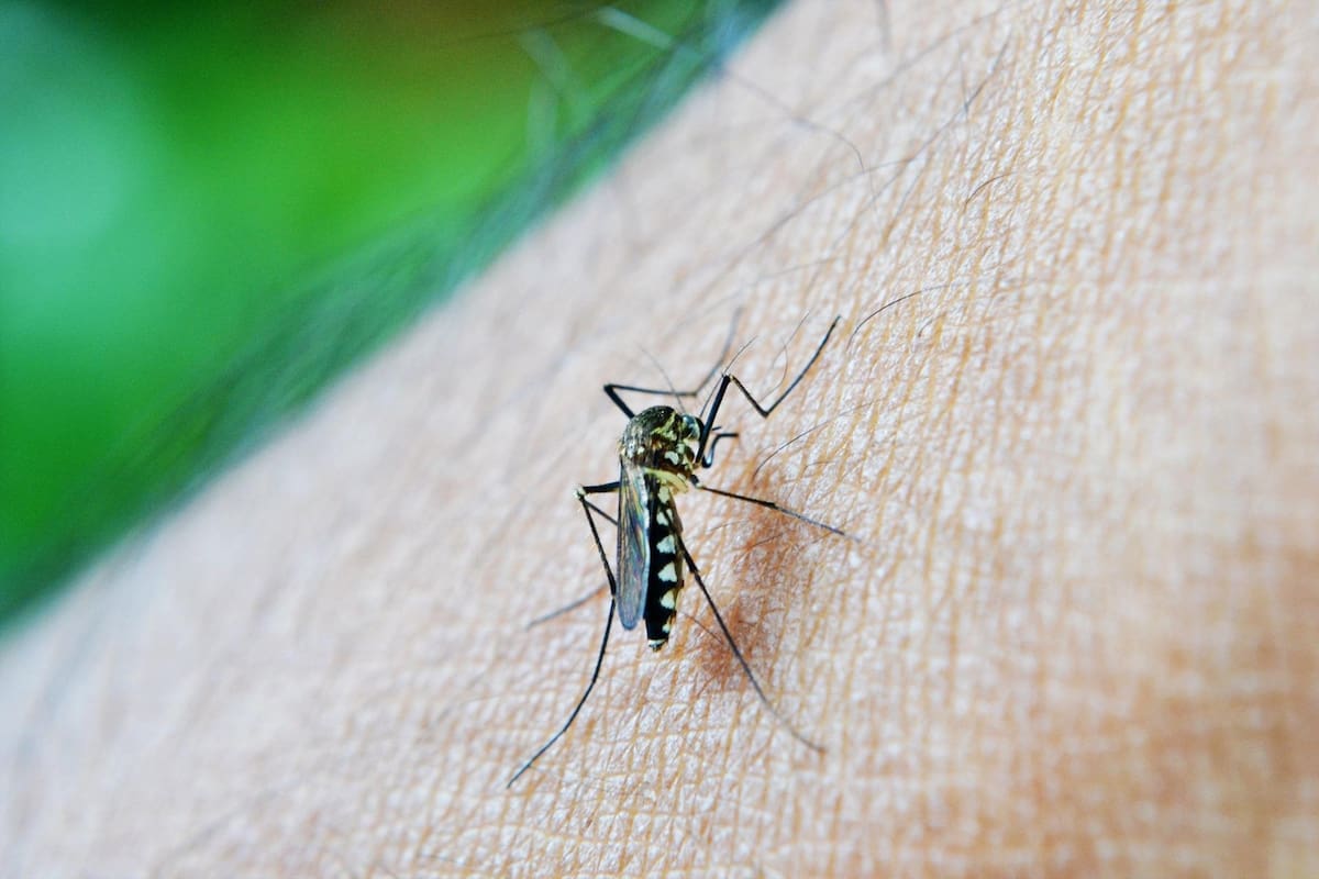El estudio en un condado de Los Ángeles emplea la técnica de insectos estériles como método de control de tipo biológico