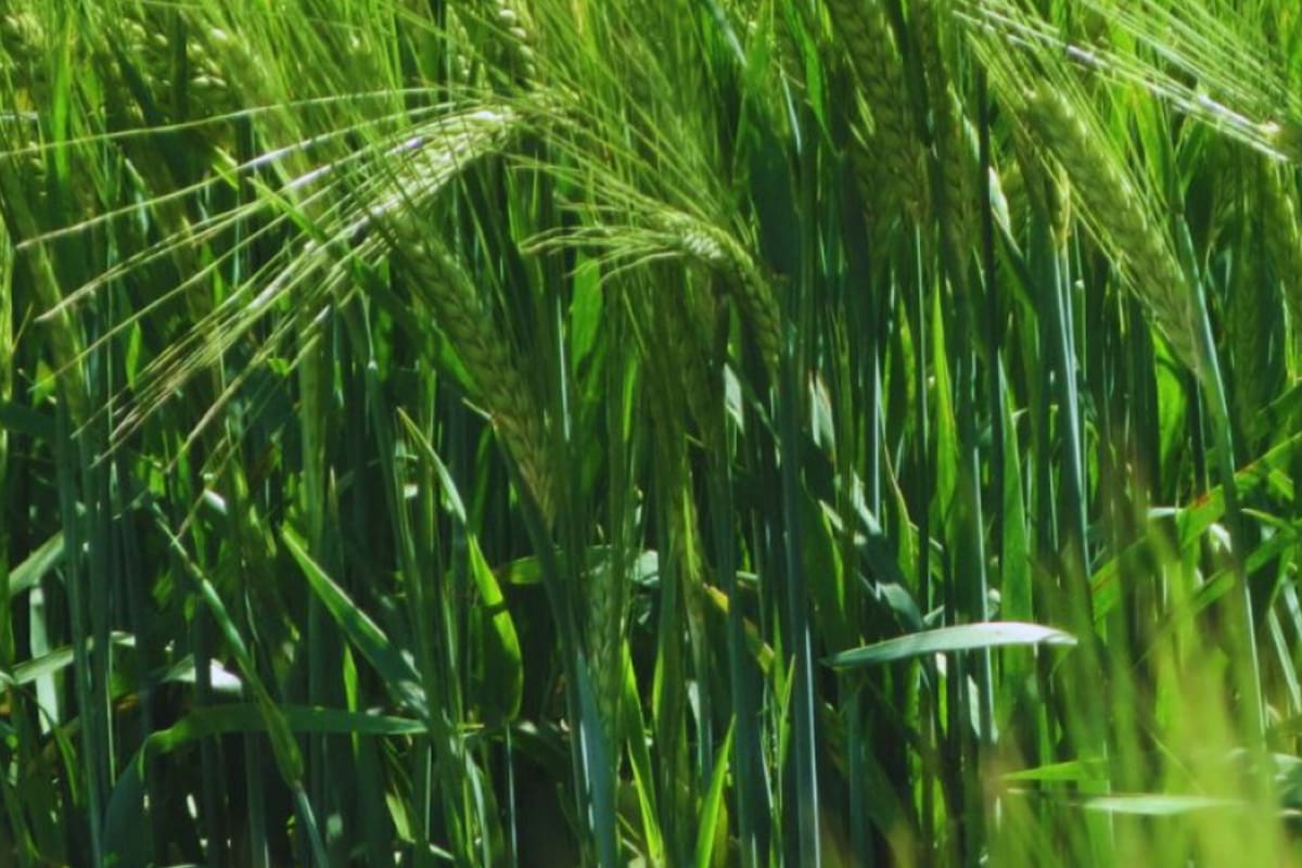 El estudio encontró que la población de Rcc en la Argentina se diferenció genéticamente y posee un importante nivel de variabilidad, aunque menor que las europeas