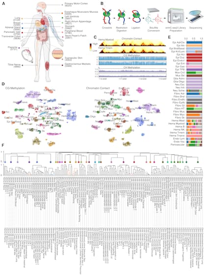 El estudio funciona como un mapa de alta resolución del genoma humano: permite observar cómo se pliega el ADN, cómo se modifica químicamente y cómo esos procesos varían entre distintos tipos celulares