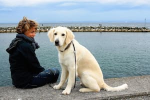El estudio habla de la personalidad de los perros y cuánto influye su raza en su carácter y comportamiento