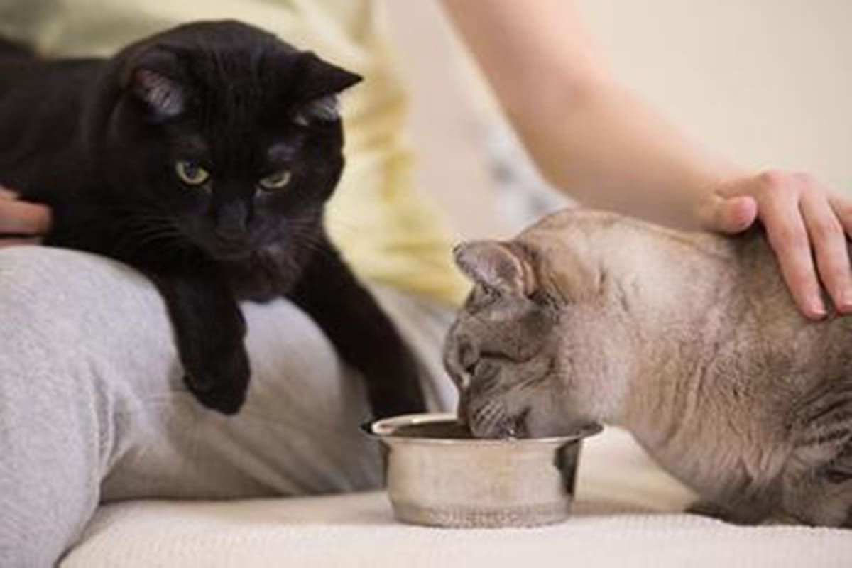 El estudio indica que los gatos son mucho más amorosos de lo que creemos.