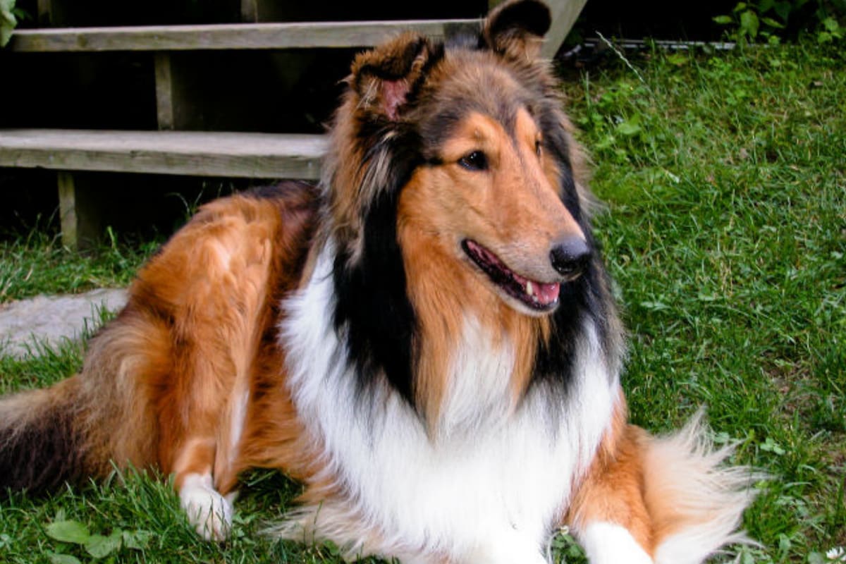 El estudio involucró a Whisky, un collie que sabe el nombre de 59 juguetes y a Vicky Nina, una Yorkshire que conoce 42 objetos