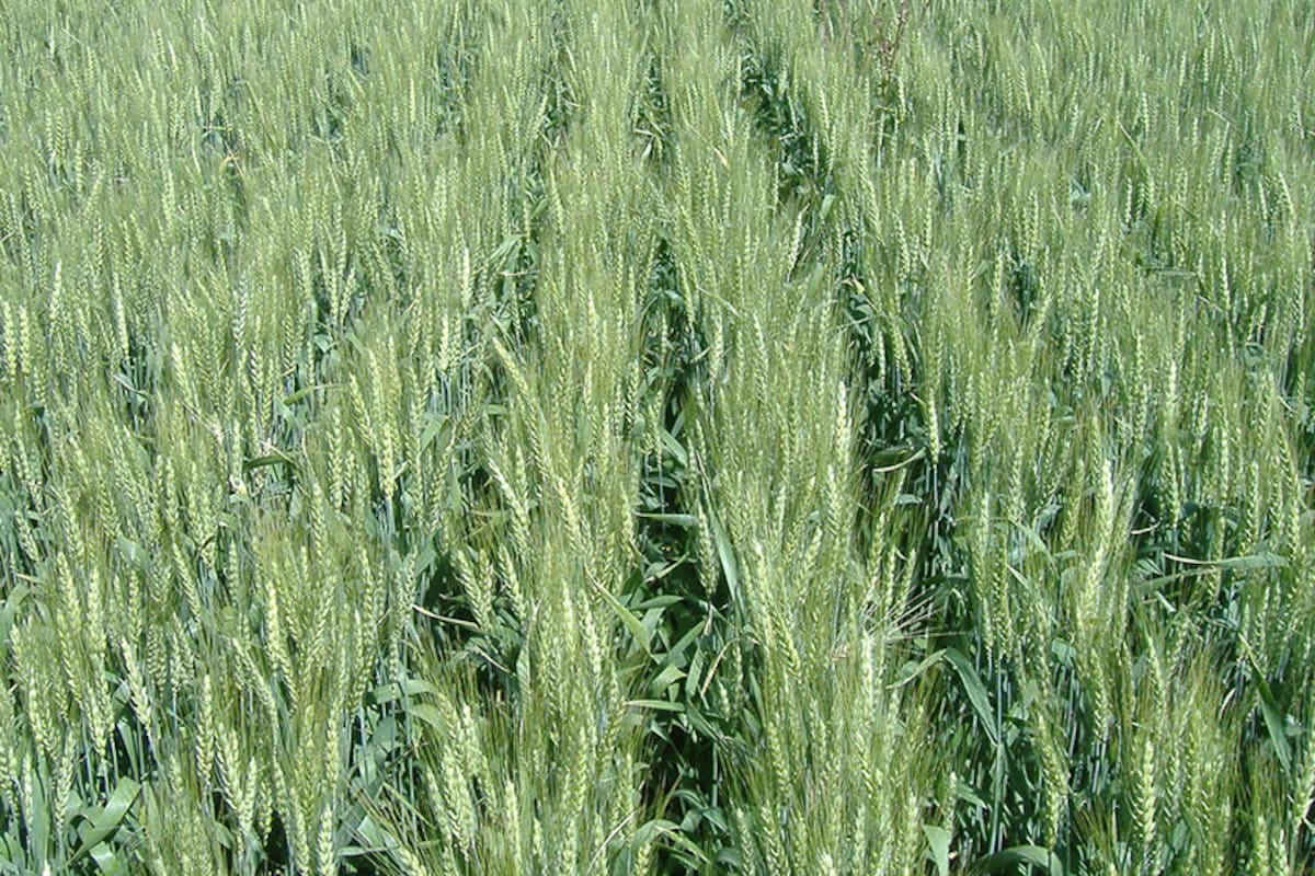 El estudio permitirá obtener variedades de trigo con mayores rendimientos