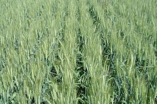 Exportaciones de trigo blando 2025/26 de la UE alcanzan 15,77 millones de toneladas al 1 de marzo