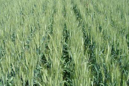 El estudio permitirá obtener variedades de trigo con mayores rendimientos