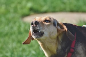 El estudio representa para los científicos un giro copernicano respecto a lo que se sabía sobre la percepción canina