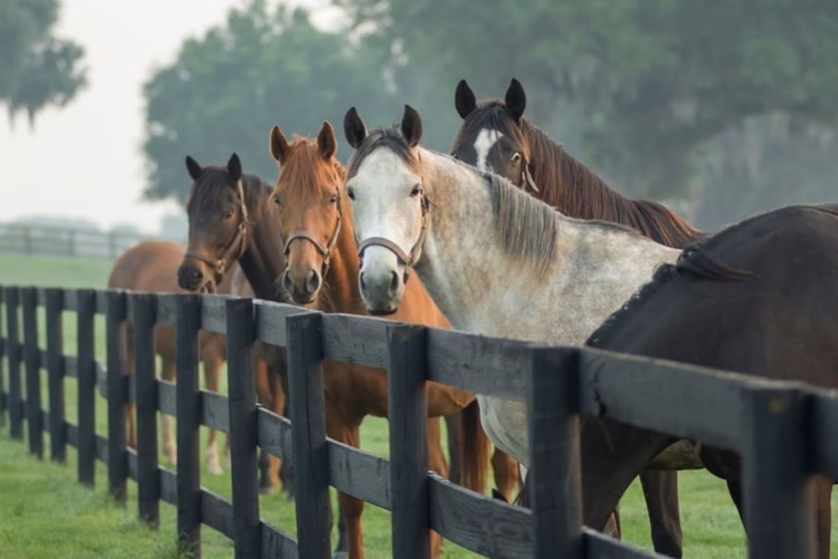 El estudio reveló cómo los caballos adaptaron su enfoque a un juego para obtener la mayor cantidad de premios con el menor esfuerzo