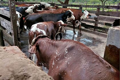 El estudio se concentra en Federal, La Paz, Feliciano, Federación, Concordia, Villaguay y San Salvador, zonas donde el parásito está instalado y afecta la reproducción y la productividad del rodeo