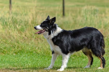 El estudio se hizo con perros de la raza border collies