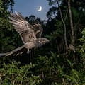 Un pájaro nocturno hace ruidos explosivos chocando los huesos de sus alas para atraer a sus parejas