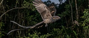 Un pájaro nocturno hace ruidos explosivos chocando los huesos de sus alas para atraer a sus parejas
