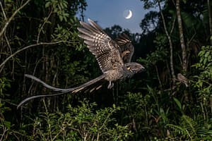 Un pájaro nocturno hace ruidos explosivos chocando los huesos de sus alas para atraer a sus parejas