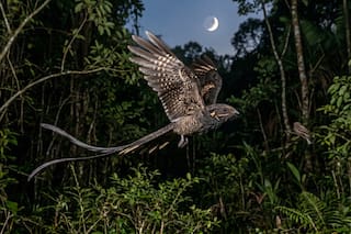 Un pájaro nocturno hace ruidos explosivos chocando los huesos de sus alas para atraer a sus parejas