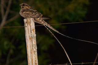 El pájaro nocturno que hace ruidos explosivos al chocar los huesos de las alas para atraer a sus parejas