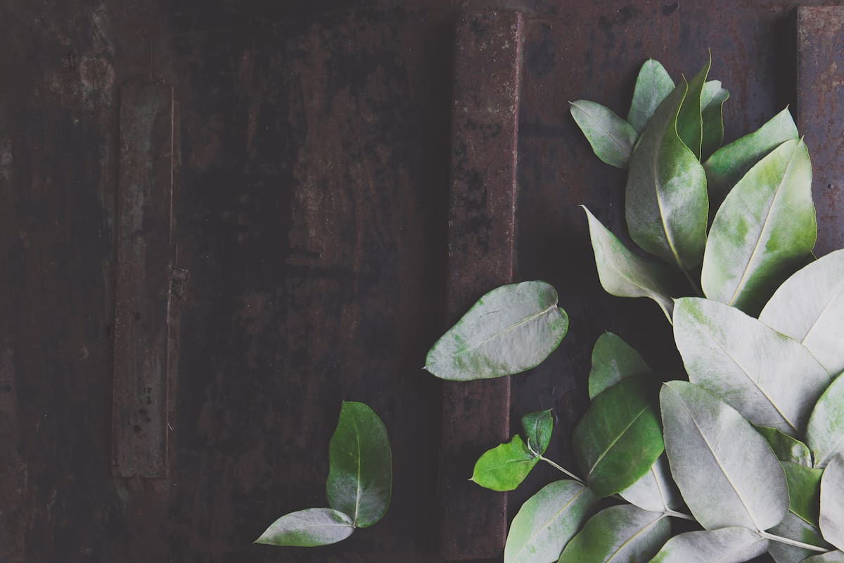 El eucalipto además de saludable es muy lindo para tener en la casa