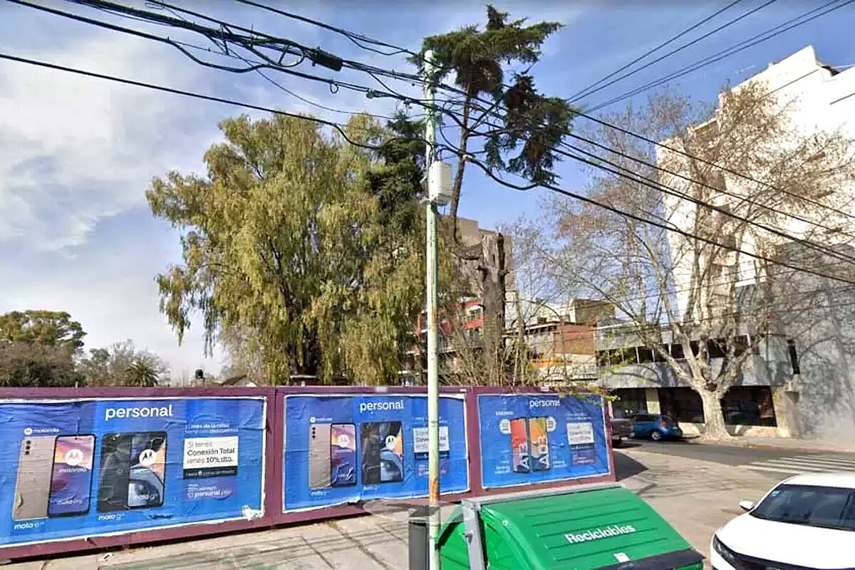 El eucalipto cuya tala es resistida por los vecinos en Cuba al 4500, en Núñez