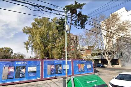 El eucalipto cuya tala es resistida por los vecinos en Cuba al 4500, en Núñez