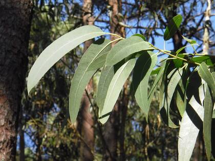 El eucalipto es una planta ampliamente valorada por su aroma característico y por la sensación de frescura que aporta a los ambientes