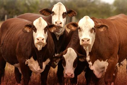 El evento comenzará con una recorrida por cabañas de Entre Ríos, Santa Fe y Corrientes los días 27, 28, 29 y 30 de mayo