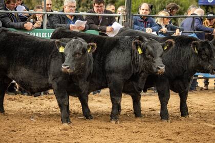 El evento ganadero se realizará del 16 al 21 de septiembre y será con estreno del Centro de Remates y Exposiciones Angus en el MAG