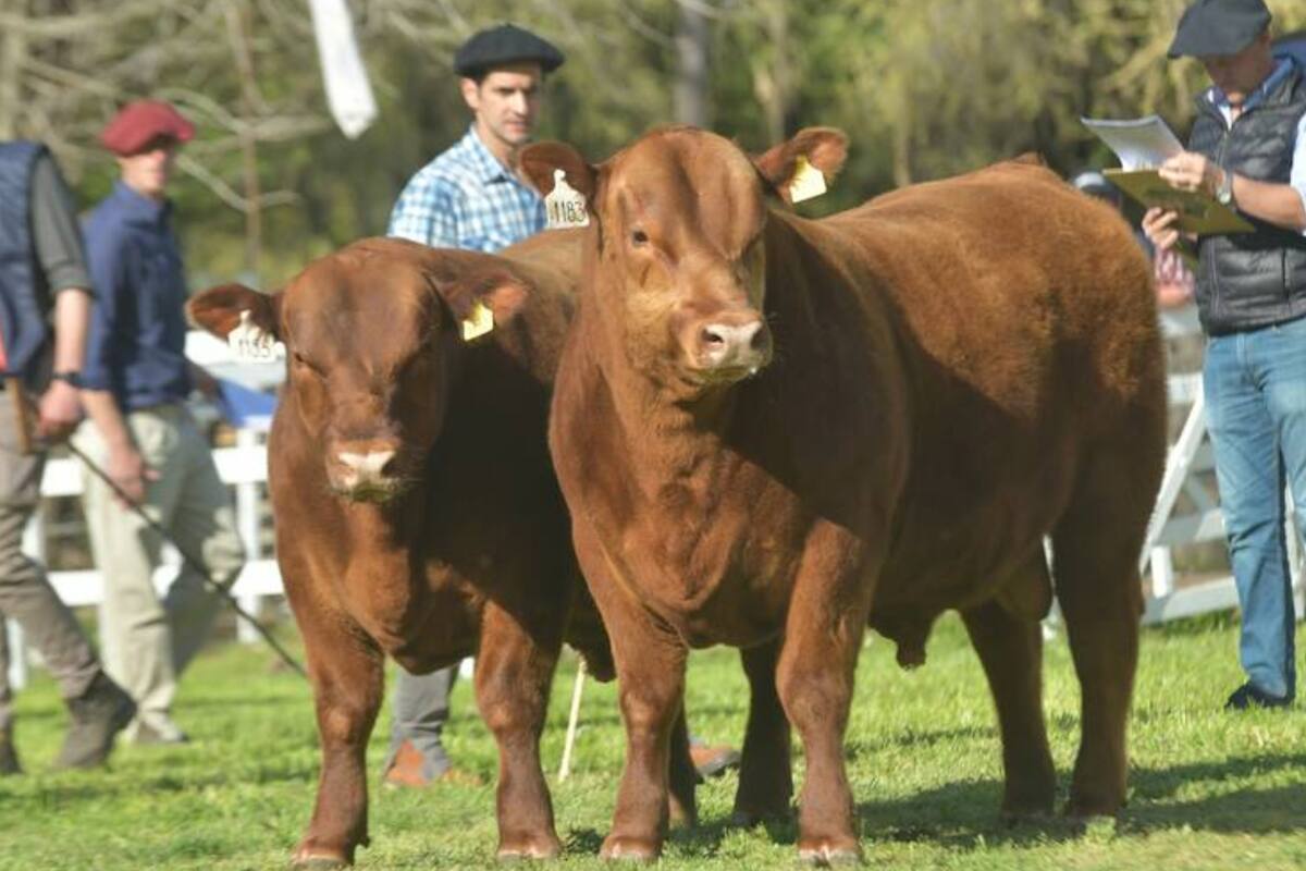 El evento tendrá lugar del 19 al 22 de septiembre y contará con más de 450 animales