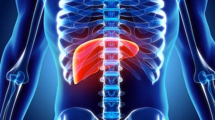 El exceso de alcohol hace que el hígado deje de cumplir su función, que es limpiar las toxinas del cuerpo.