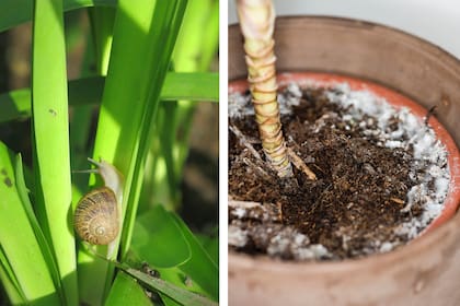El exceso de humedad trae aparejada la aparición de caracoles y hongos en nuestras plantas