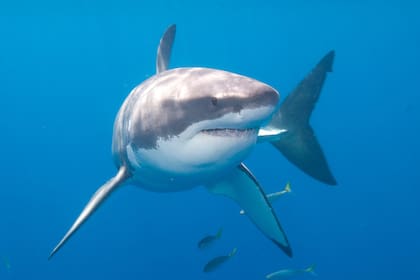 El exceso de pesca mundial ha provocado la desaparición de más del 70% de ejemplares de algunas especies de tiburones y rayas
