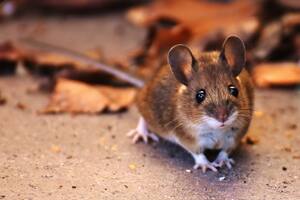 El experimento fue efectuado con ratas