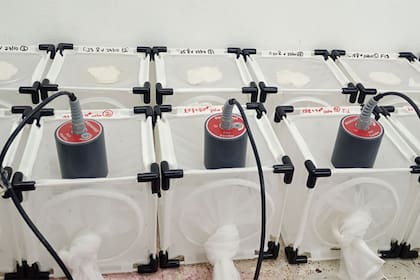 El experimento que desarrollaron los científicos del Conicet