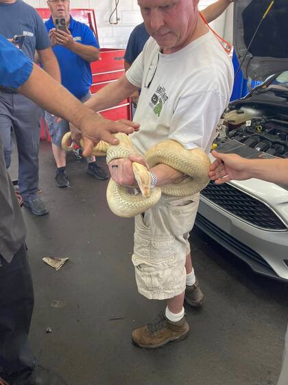 El experto en reptiles y otras especies pudo sacar al animal ileso