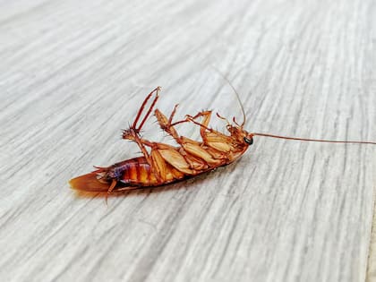 El experto explicó como preparar un veneno natural con sustancias que se encuentran en la cocina de cualquier hogar