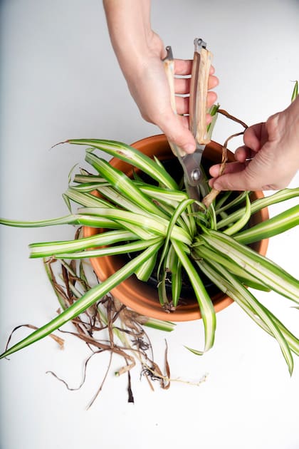 El experto señaló que las plantas con hojas secas en la punta necesitan humedad en el ambiente