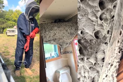 El experto tuvo que hacer varios intentos para poder exterminar a los insectos