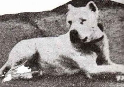 El extinto perro de pelea cordobés era utilizado en riñas de perros, pero su misma agresividad lo llevó a la extinción