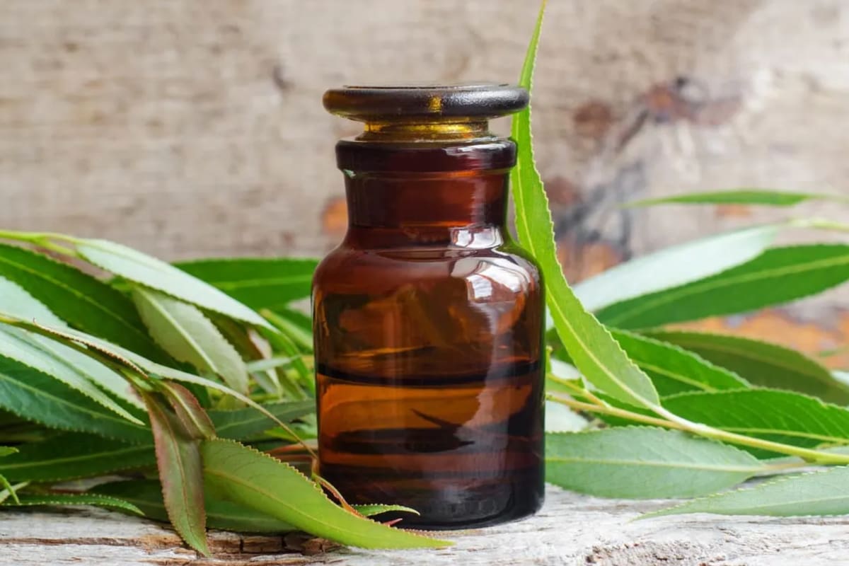 El extracto de corteza de sauce