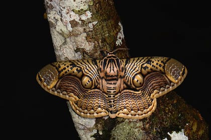El extraño animal se llama según los expertos " polilla Brahmaea hearseyi" (Crédito: Pavel Kirillov )