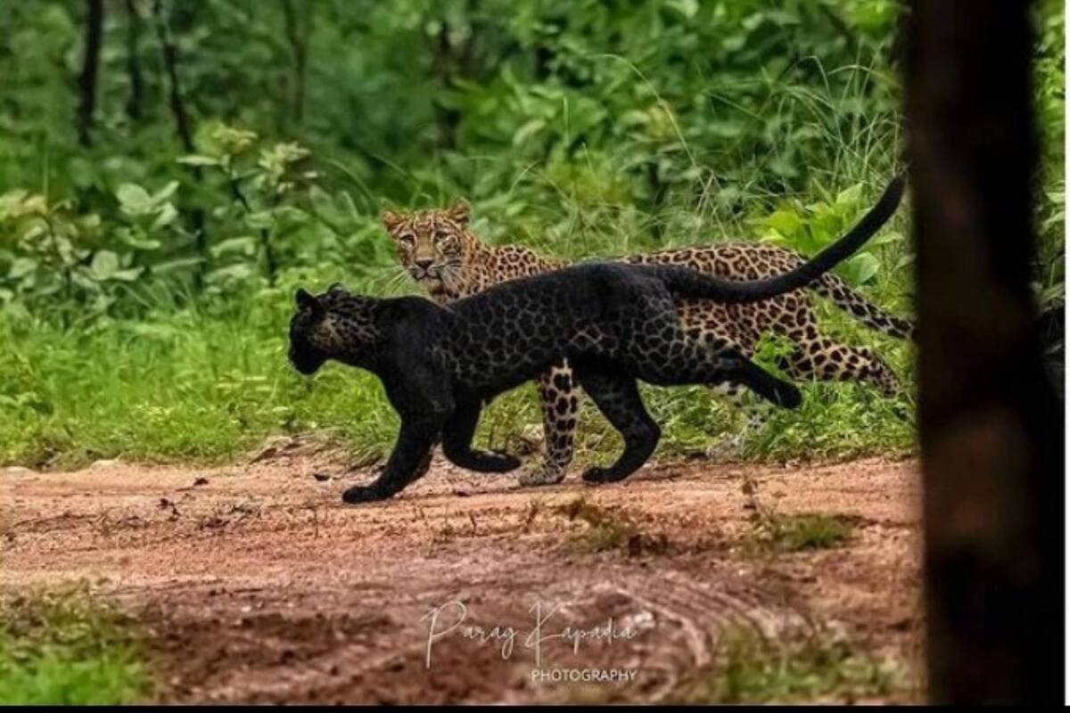 El extraño felino fue visto corriendo por un bosque