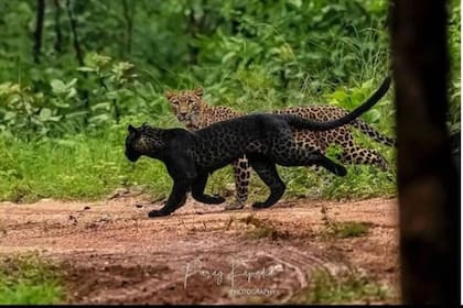 El extraño felino fue visto corriendo por un bosque