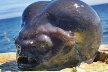 El extraño pez que causo revuelo en redes sociales