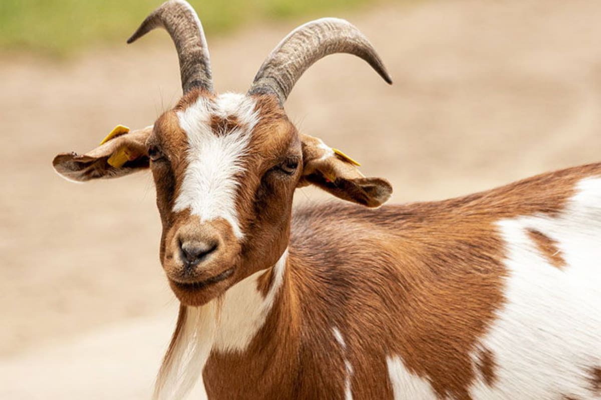 El extraño suceso ocurrió en Cacha, al noreste de la India