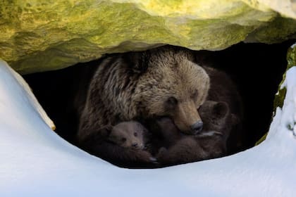 El extraño vínculo entre la hibernación animal y el envejecimiento