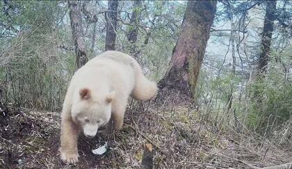 El extraño vínculo entre la hibernación animal y el envejecimiento
