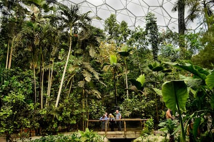 El exuberante bioma tropical. Dentro de estas impactantes cúpulas, nos sorprendemos a cada paso con las junglas de diversas partes del mundo y algunos cultivos tropicales