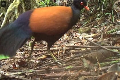 El faisán paloma de nuca negra había sido visto por primera y última vez hace 140 años