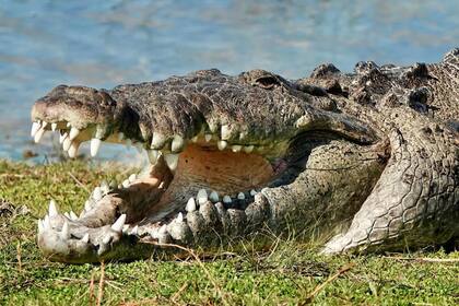El famoso cocodrilo mide más de cuatro metros de longitud y habita en el Everglades National Park, de Florida, EE.UU.