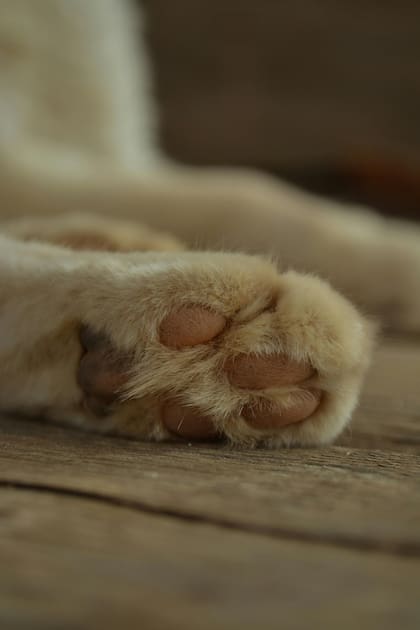 El famoso escritor Ernest Hemingway era amante de los gatos