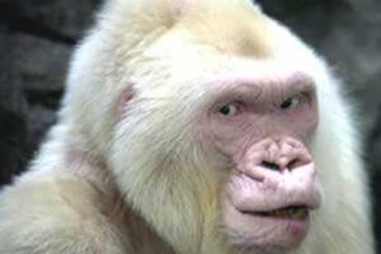 El albinismo es una condición que puede presentarse en una gran cantidad de especies